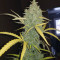 Original Auto Northern Lights (Fast Buds) Cannabis-Samen