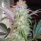 Quick Gorilla (Dinafem Seeds) Cannabis-Samen