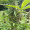 LSD Auto Cannabis-Samen Kaufen