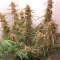 Gorilla Cookies Auto (Fast Buds) Cannabis-Samen zu verkaufen