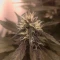 LSD-25 Auto (Fast Buds) Cannabis-Samen zu verkaufen