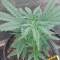 Gelato Auto Cannabis-Samen Kaufen