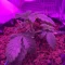 Gelato Auto Cannabis-Samen Kaufen