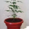 Gelato Auto Cannabis-Samen Kaufen