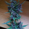 Lemonberry Haze Auto Cannabis-Samen Kaufen