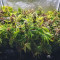 Sweet Love (Philosopher Seeds) Cannabis-Samen zu verkaufen