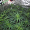 Green Gelato (RQS) Cannabis-Samen zu verkaufen