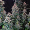 Black Ghost OG Cannabis-Samen Kaufen
