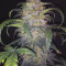 Original Auto Chemdawg (Fast Buds) Cannabis-Samen zu verkaufen