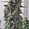 Shogun (RQS) Cannabis-Samen zu verkaufen