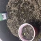 Kaufe Purple Juice Auto Samen feminisiert von Herbies Seeds