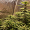 Kaufe Mimosa x Orange Punch Samen feminisiert von Barney's Farm