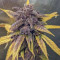 Dark Devil Auto (Sweet Seeds) Cannabis-Samen zu verkaufen