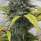 Sweet Skunk F1 Fast Version (Sweet Seeds) Cannabis-Samen zu verkaufen