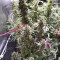 Strawberry Gum (Advanced Seeds) Cannabis-Samen zu verkaufen