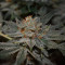 Biscotti Mintz Cannabis-Samen Kaufen
