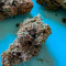 Black Cherry Punch Cannabis-Samen Kaufen