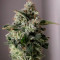 Pineapple Chunk Cannabis-Samen Kaufen