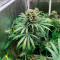 Sour Diesel (BlimBurn Seeds) Cannabis-Samen zu verkaufen