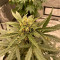 Super Lemon Haze Auto (Green House Seeds)