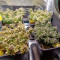 Auto Tutankhamon Cannabis-Samen Kaufen