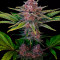 Dark Devil Auto (Sweet Seeds) Cannabis-Samen zu verkaufen