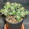 Tropicana Cookies Auto (Fast Buds) Cannabis-Samen zu verkaufen