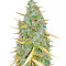 Amnesia CBD Pure Auto Samen feminisiert (Humboldt Seeds Organization)