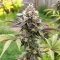 Bay Haze feminisierte Samen (Delicious Seeds)