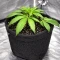 Ceres Kush (Ceres Seeds)