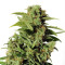 Cherry Grapefruit (Kera Seeds) Cannabis-Samen