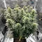 Critical Mass Fast (Advanced Seeds)
