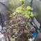 Dos Si Dos 33 feminierte Samen