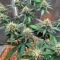 Durban Thai x C99 feminisierte Samen (Brothers Grimm Seeds)