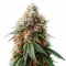 Godzilla Jealousy (Herbies Seeds)