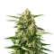 Jack Herer Auto (GHS) Cannabis-Samen