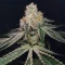 Kush Mints Fast Version feminisierte Samen (Seedkeepers)