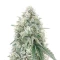 Mac N' Jack R1 feminisierte Samen (Ethos Genetics)