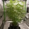 Mango Cherry Runtz Auto (Fast Buds)