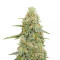 Sugar Black Rose (Delicious Seeds) Cannabis-Samen