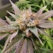 Wonder Pie (GHS)