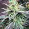 Z (Blackskull Seeds) Cannabis-Samen