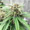 Tropicana Cookies Auto feminisierte Samen (Fast Buds)
