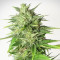 White Widow Automatic (RQS) Cannabis-Samen