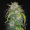 Original Auto AK (Fast Buds) Cannabis-Samen