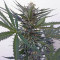 Amnesia Haze (Soma Seeds) Cannabis-Samen
