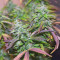 Auto Banana Blaze (Dutch Passion) Cannabis-Samen
