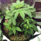 Auto Do-Si-Dos Cookies (00 Seeds) Cannabis-Samen