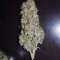 Auto Sweet Soma (00 Seeds) Cannabis-Samen