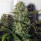 Destroyer Regular (CannaBioGen) Cannabis-Samen